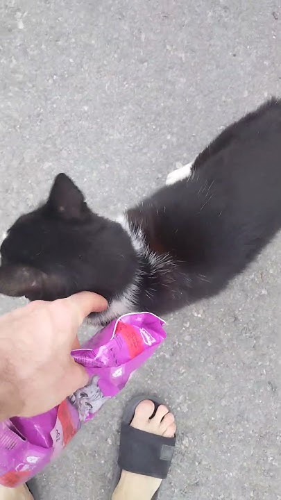 Old Cat Has A Croaky Meow YouTube old-cat-has-a-croaky-meow-youtube