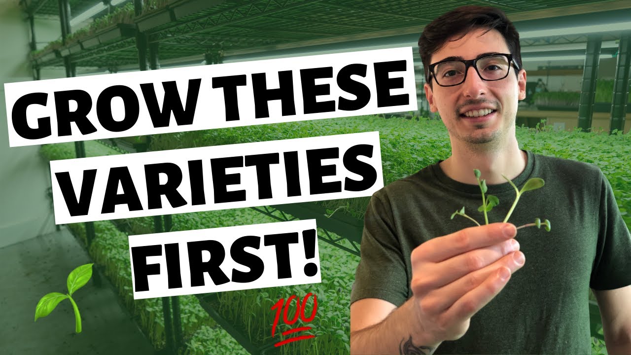 Best Microgreens To Grow FIRST (EASY & HEALTHY) Best Microgreens To Grow FIRST (EASY & HEALTHY)