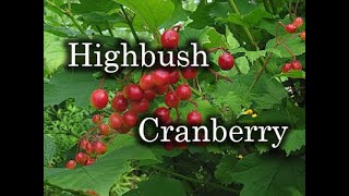 High Bush Cranberry