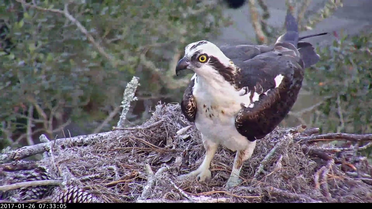 Osprey and Vultures Exchange Time at the Savannah Nest Jan. 26, 2017