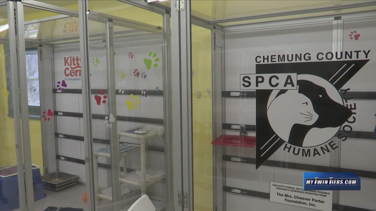 Chemung County SPCA waiving adoption fees YouTube