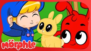 Morphle e o Coelhinho-Bola | Morphle em Português | Desenhos em Portugues | Desenhos