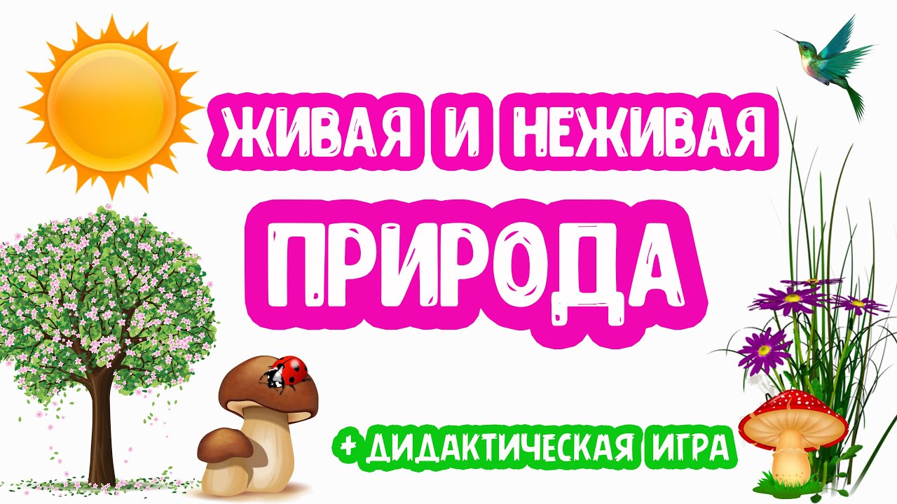 Живая и НЕживая ПРИРОДА развивающее видео, дидактическая игра