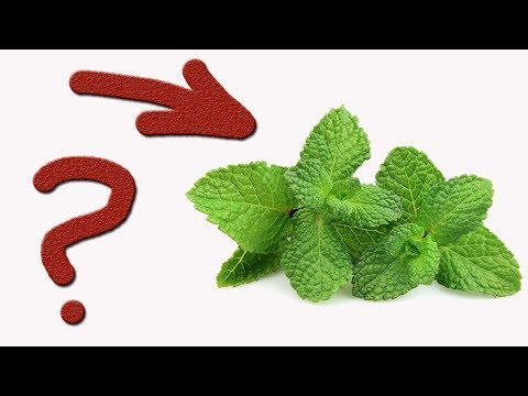 Влияние МЯТЫ НА ПОТЕНИЮ! Как эта ДРЕВНЯЯ ТРАВА усилит ПОТЕНЦИЮ. Разбиваем стереотипы!