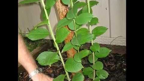 Removing suckers from the base of a small tree