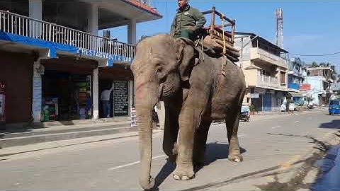 Elephant Walk Cycle Reference | Realistic Movement for Animators & CG Artists