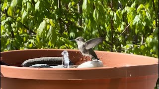Birdbath for hummingbirds. How to set up a very simple and effective DIY birdbath for hummingbirds￼.