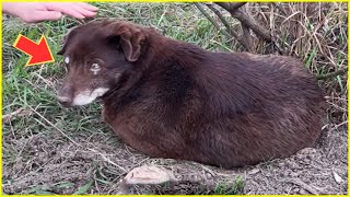 The tearful end of an old, blind dog, sadly recounting his last days on the street