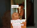 Sassy American horses making everyone laugh#TrendingUSAnimals #FunnyRanchMoments