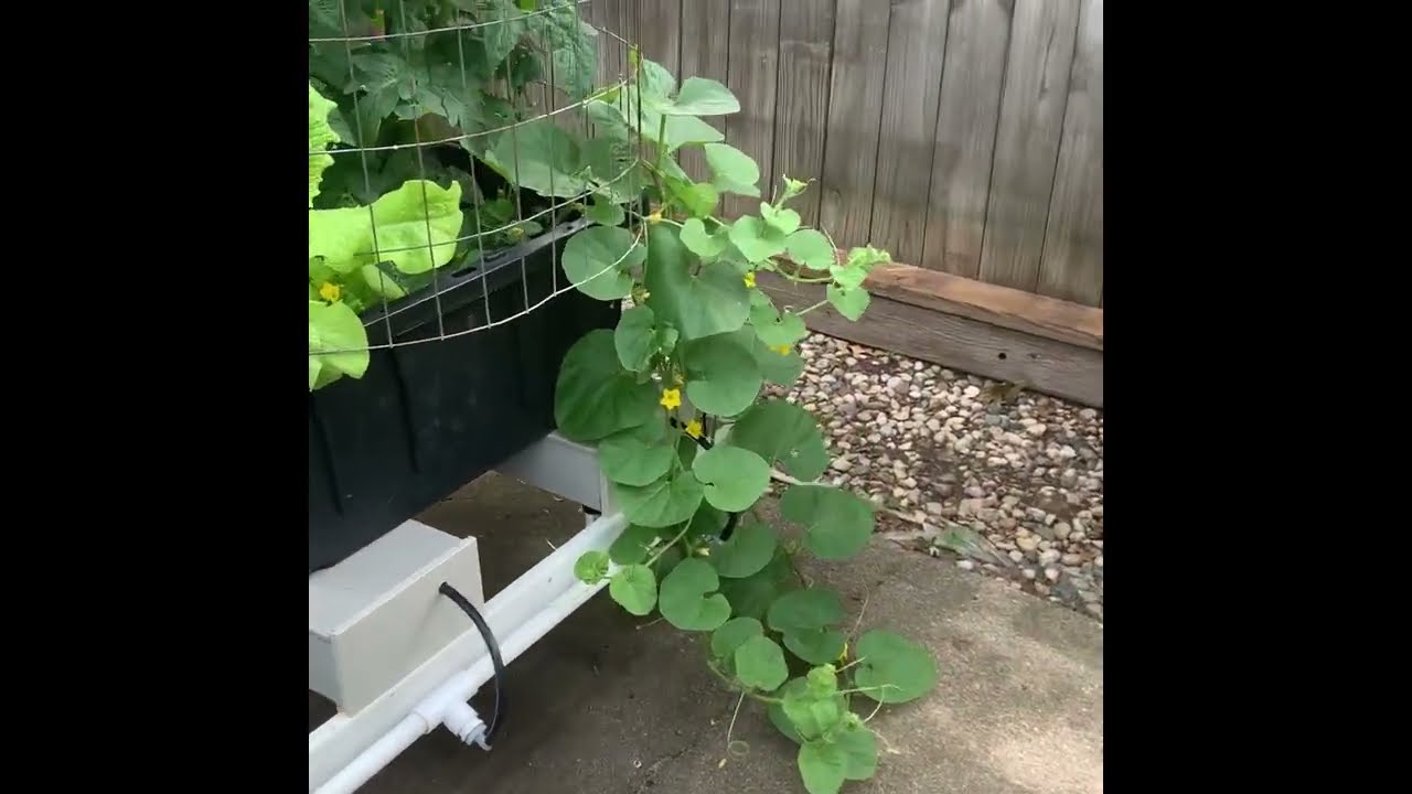 Riverponics Growing Systems in 2024