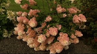 If you want to make a statement in your garden, hydrangeas may be the
way go. there are many varieties of hydrangea plants, but most popular
type is t...