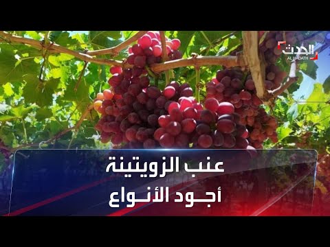 فيديو: متى يدوس العنب في نابا؟