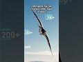 Fastest Bird on Earth! 🦅 #shorts
