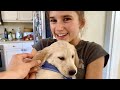 My NEW Golden Retriever Puppy: The First Week with &quot;Cashew&quot;