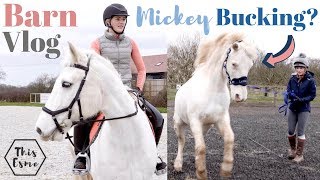 Mickey Bucking on the Lunge + Jumping Lesson with Casper  a Chaotic Barn Vlog AD | This Esme