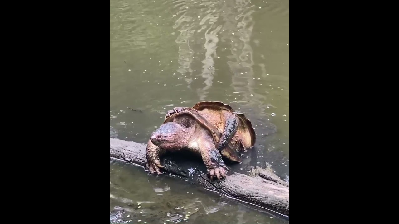 Snapping turtles breeding #shorts