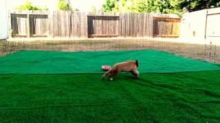 Yuzu Ruby Cavalier King Charles Spaniel Puppy Coke Can