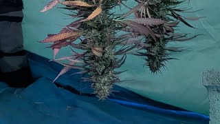 10-10-25 Harvesting Half of the Blueberry Muffin 