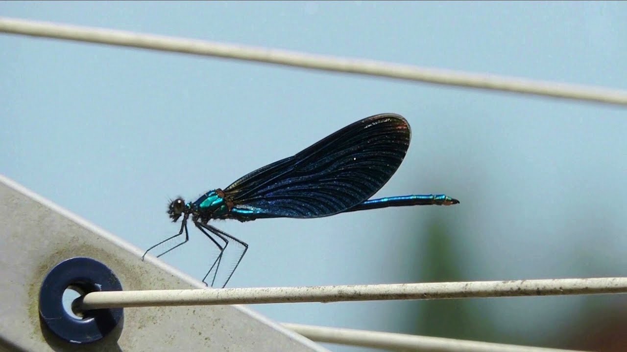 DragonFly  - Flibbertijibbet