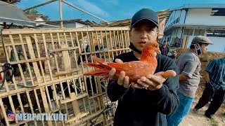 GREBEK PASAR BURUNG MERPATI PREMBUN - KEBUMEN