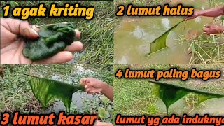 cara memilih lumut yang bagus buat mancing Ikan nila