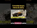 Nu toate albinele produc miere