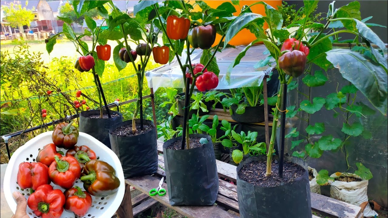 Cara Menanam Paprika di Polybag dari Semai Hingga Panen 