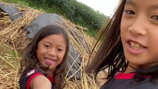harvesting adlai