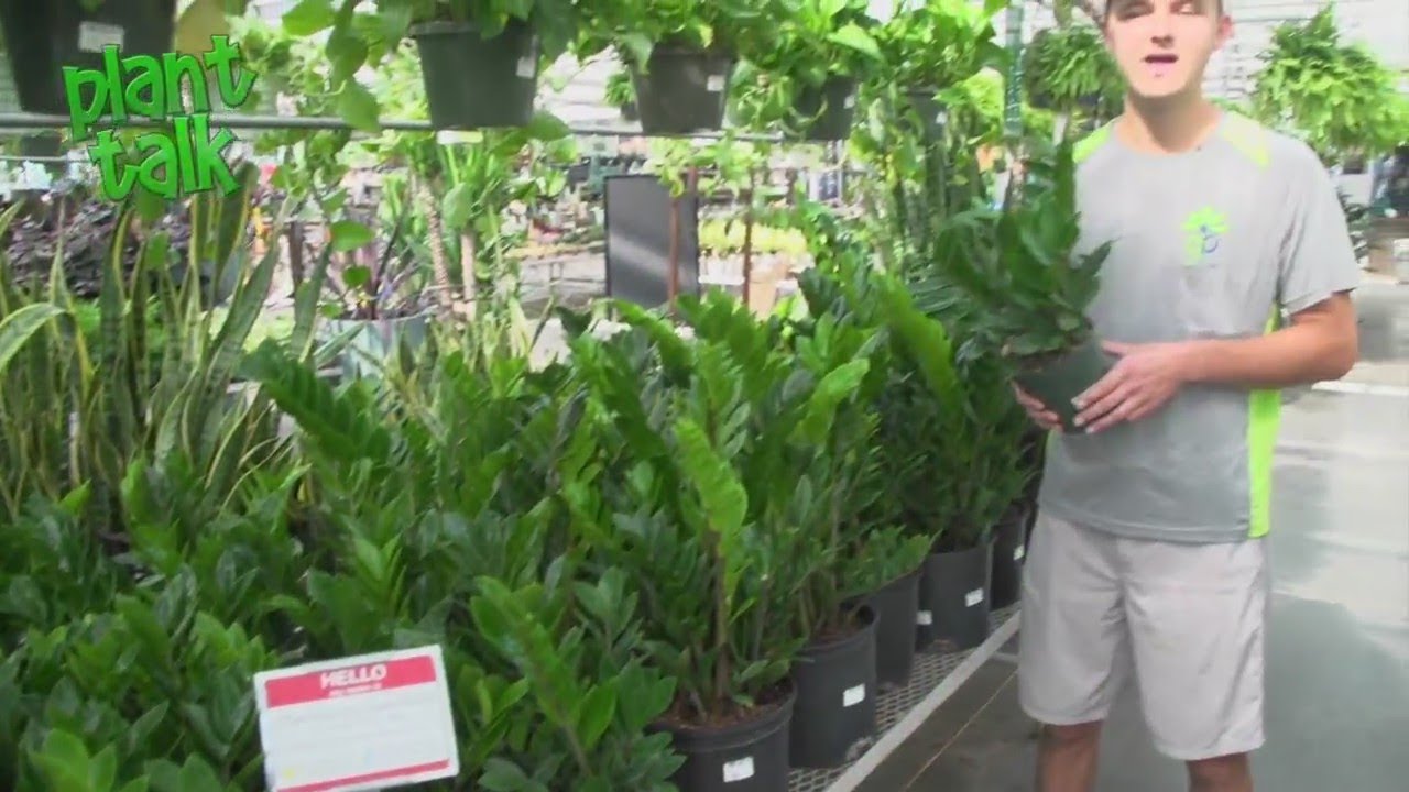 Plant Talk 7/6 YouTube