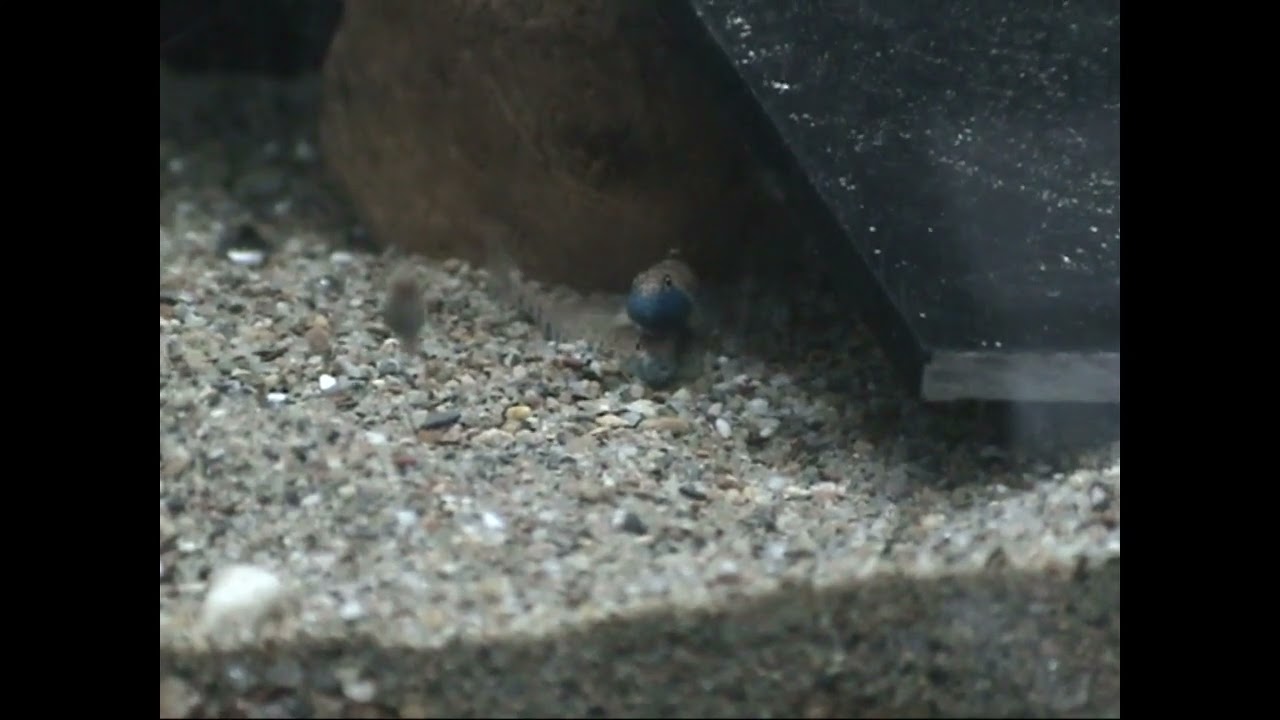 Bluemask Darter, Etheostoma akatulo, Spawning in the CFI Hatchery