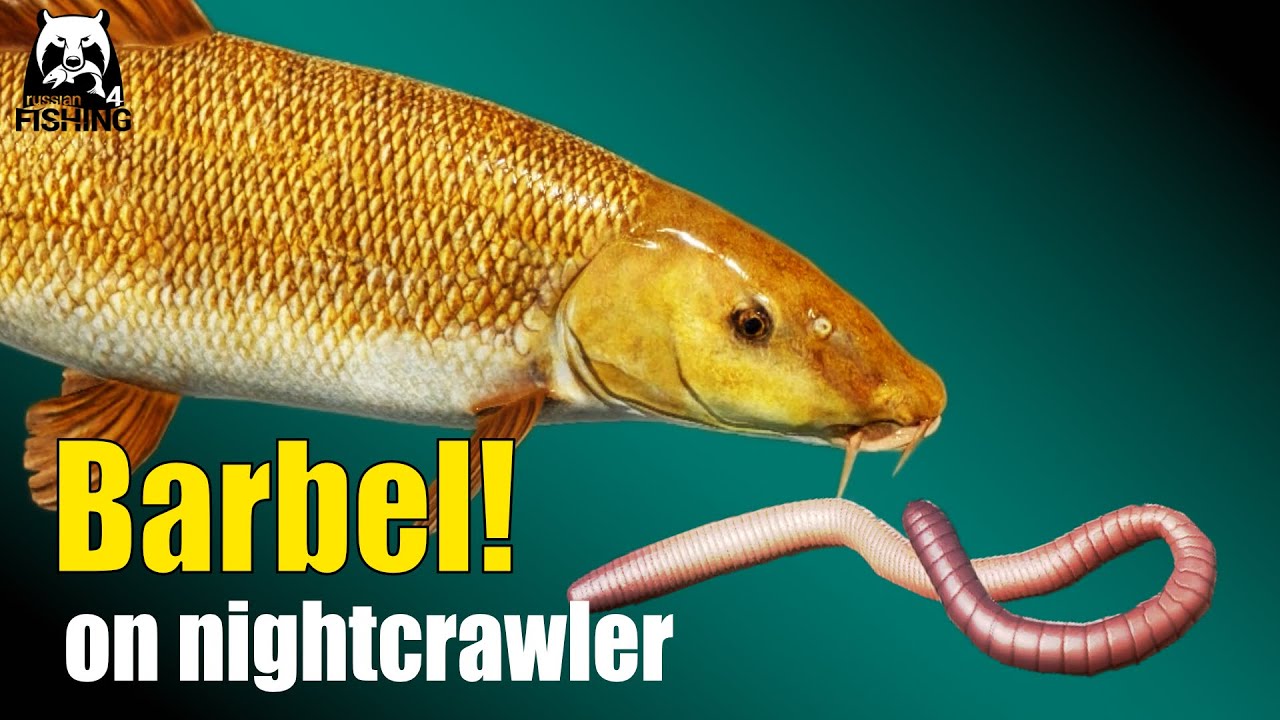 Русская рыбалка 4 — Медвежье озеро — Усач на выползке! Просто, но не очень.