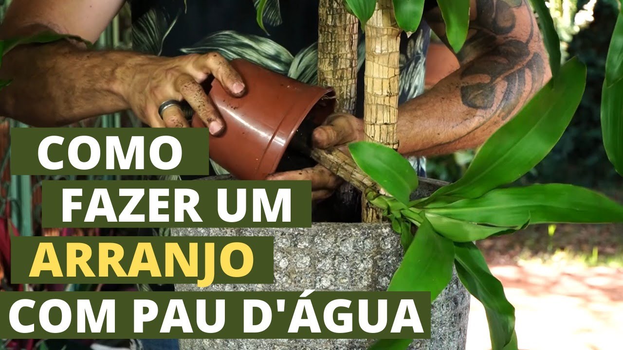 COMO FAZER UM LINDO ARRANJO COM A PLANTA PAU D'ÁGUA | COM MURILO SOARES | SPAGNHOL PLANTAS