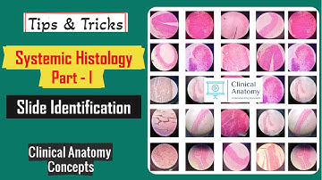 Systemic Histology Part - I Slide Identification Tips & Tricks I Histology Spotters I CCAnatomy