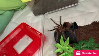 Watering My Tarantulas Pt1