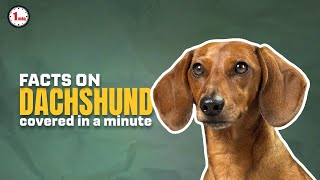 Introducing Sausage Dogs that stole our hearts!| Dachshund Dogs in 1 Minute | AnimalSnapz