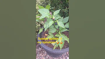 IT S SUNDAY UPDATE MY TOMATOES GARDENING 
