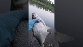 На леща с ночевкой #рыбалка #fishing #рыбалканаозере #рыбалканафидер #carpfishing #балык #спінінг