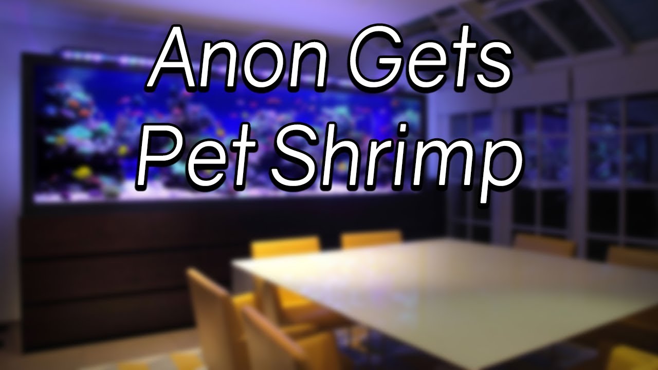 Anon Gets Pet Shrimp