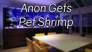Anon Gets Pet Shrimp