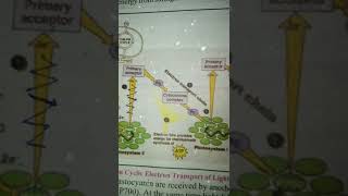 Light Reaction Intro