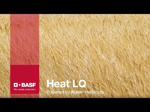 Heat LQ Harvest Aid On Cereals | BASF