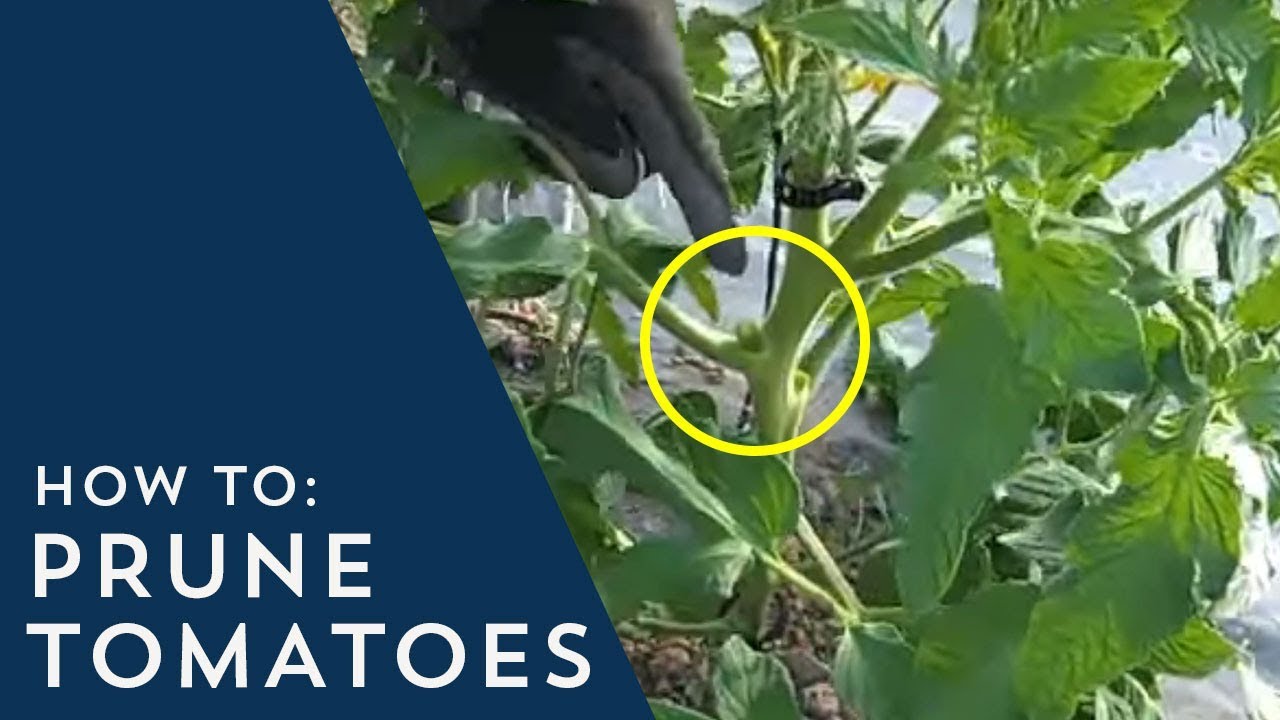Tomatoes