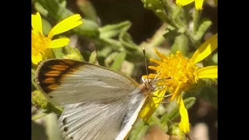 سورة الفيل بصوت رائع