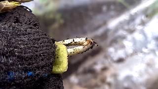 Гибель молодых арбузов. Личинки ростковой мухи