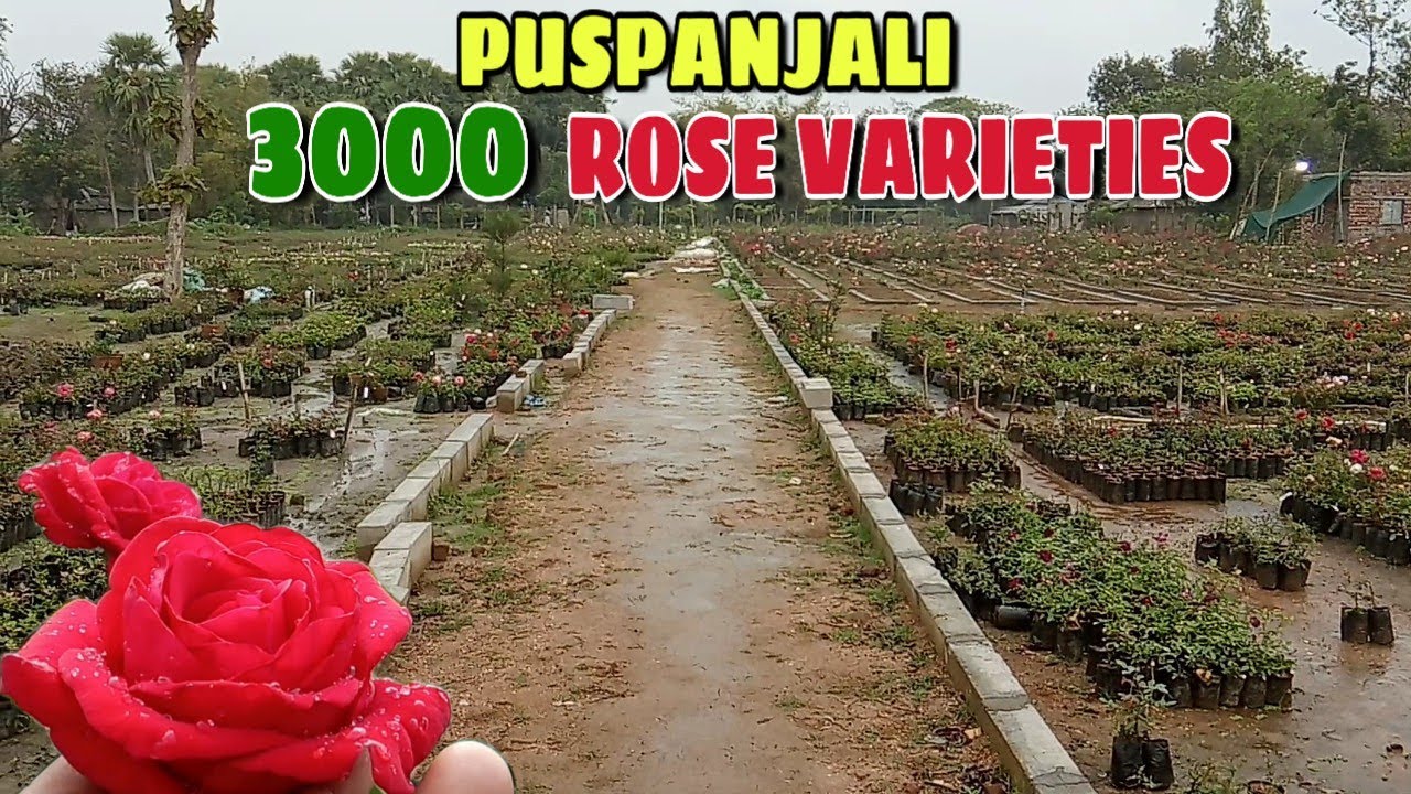 Puspanjali Nursery Asia's Biggest Rose Garden, Rose Valley Of India
