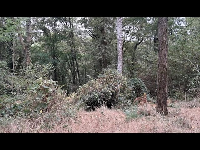 palombe.org - Nettoyage côté sud de la palombière