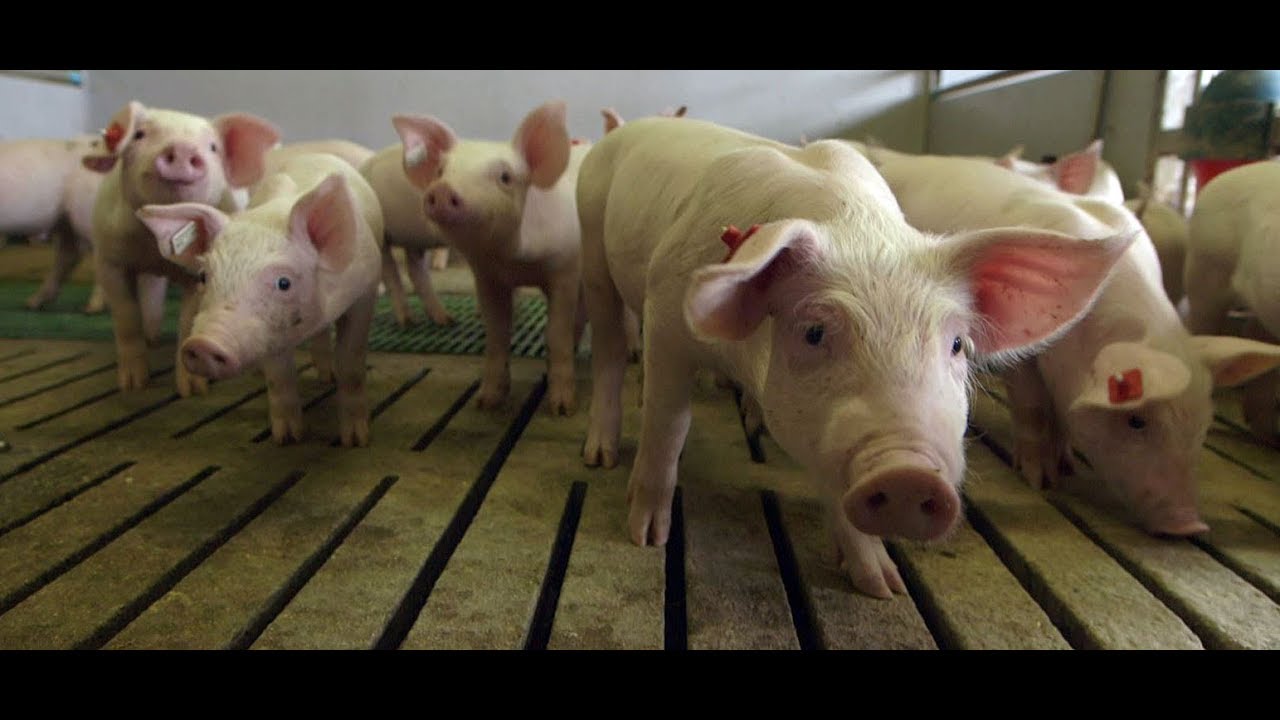 Wie Schweine In Der Massentierhaltung Gequ lt Werden MDR Exakt YouTube wie-schweine-in-der-massentierhaltung-gequ-lt-werden-mdr-exakt-youtube