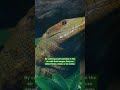 The colorful caiman lizard competently swims and climbs | SDZ Wildlife Explorers Basecamp #shorts