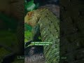 The colorful caiman lizard competently swims and climbs | SDZ Wildlife Explorers Basecamp #shorts