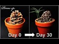 How to grow a pine tree with pine conegrowing pine treehow to grow 39 pine coneeng sub